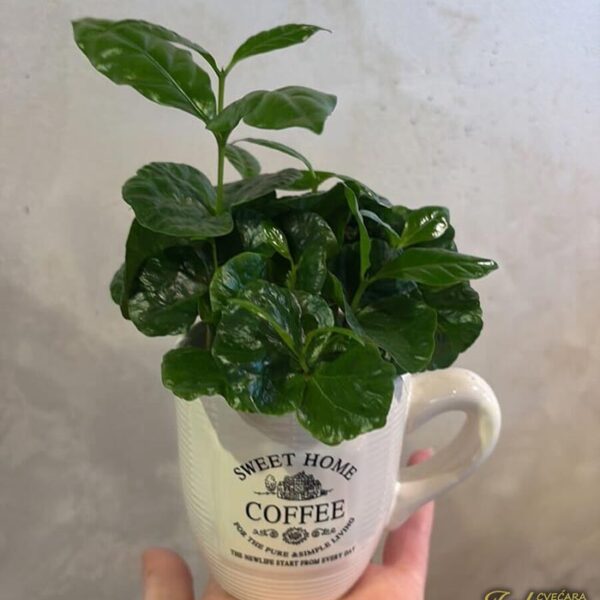 Cafe - Male biljke za stan