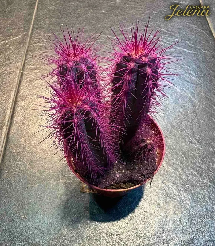 Kaktus - Cvećara Jelena Kaktus