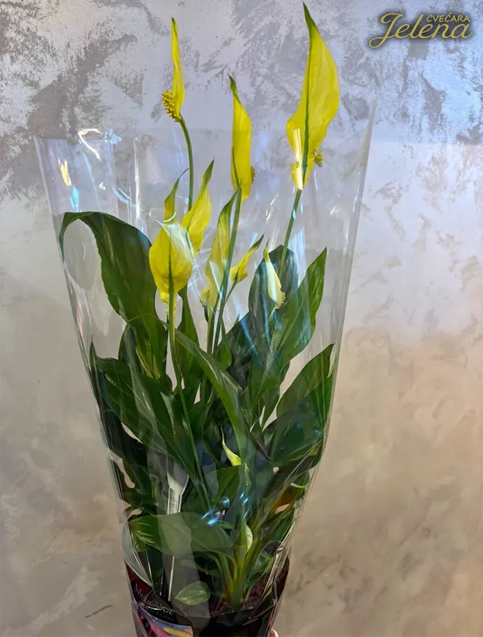 Spatifilum žuti Spatifilum žuti