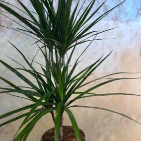 Biljka Dracena