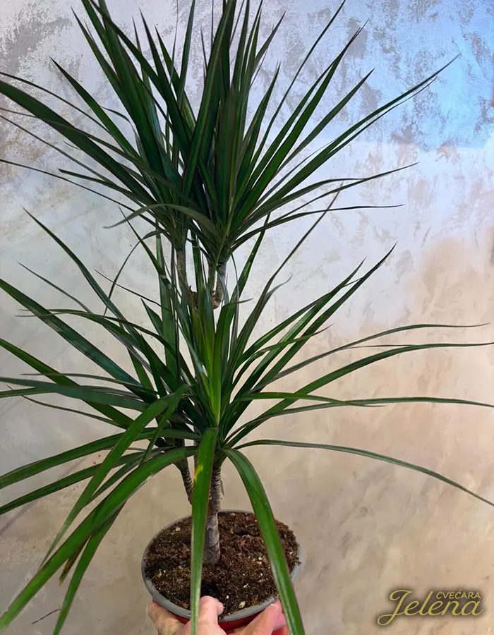 Biljka Dracena Biljka Dracena
