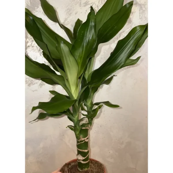 Dracena