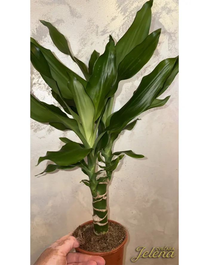 Dracena Dracena