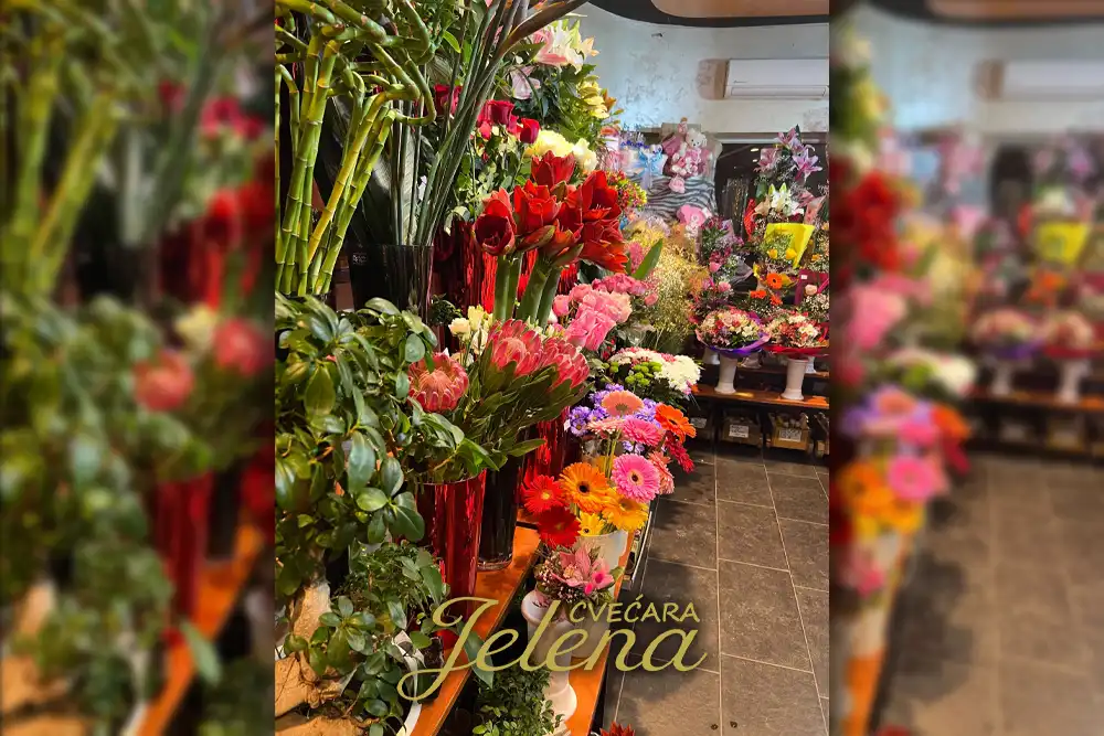 Gde kupiti cveće u Beogradu - Kompletan vodič