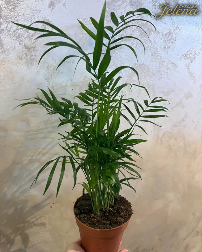 Shamedorea Shamedorea