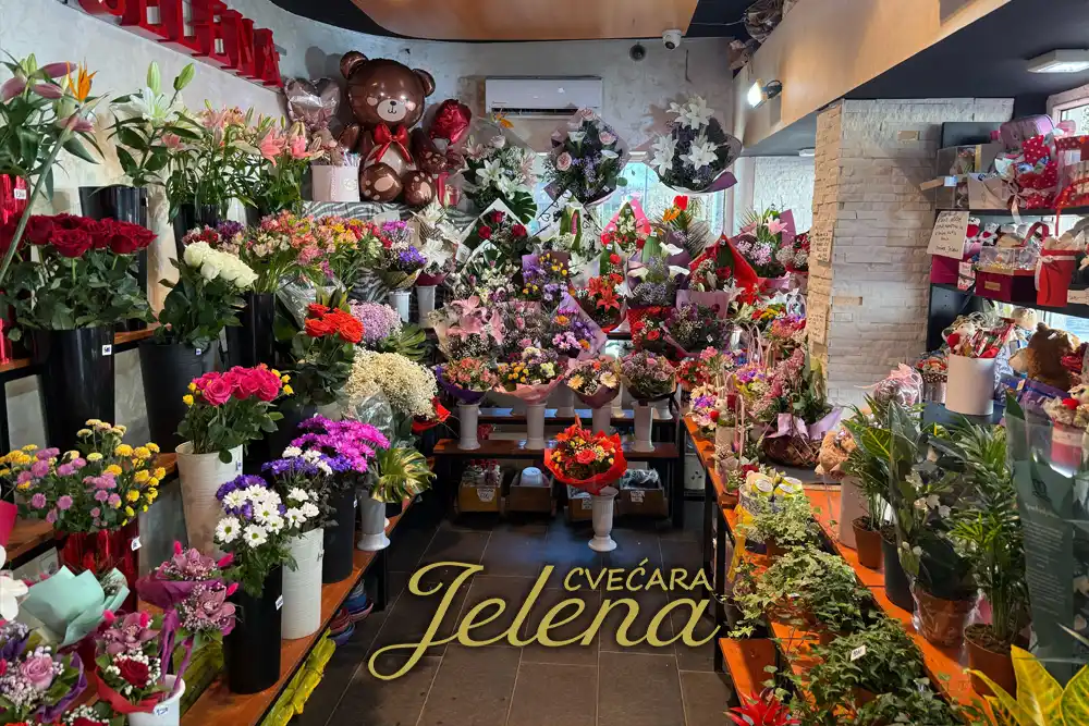 Cvećara blizu mene Beograd - Kako pronaći savršeno cveće
