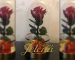 Dehidrirane ruže simbol večnosti - Poklon za svaku priliku